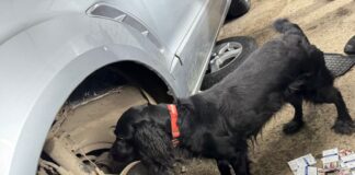 Службовий собака Закарпатської митниці Дана біля автомобіля Форд із виявленими контрабандними сигаретами на КПП Вилок.