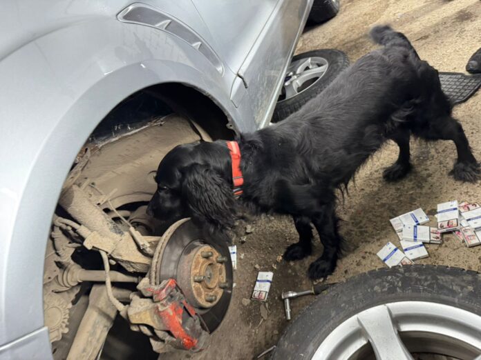 Службовий собака Закарпатської митниці Дана біля автомобіля Форд із виявленими контрабандними сигаретами на КПП Вилок.