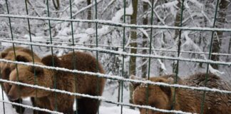 Ведмеді Синевира у Закарпатській області почали масово виходити з лігвищ через різке січневе потепління.