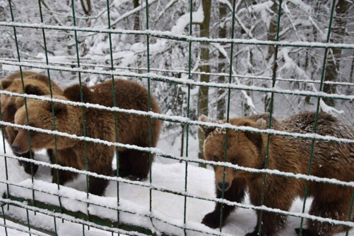 Ведмеді Синевира у Закарпатській області почали масово виходити з лігвищ через різке січневе потепління.