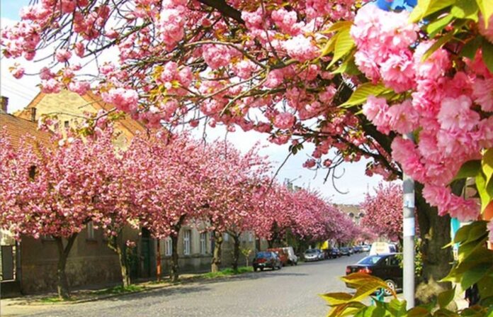 Сакури на Закарпатті у Мукачеві 2026