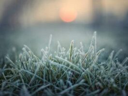 Заморозки на Закарпатті: вигляд на засніжене поле та сад під час помаранчевого рівня небезпеки, 24 березня.