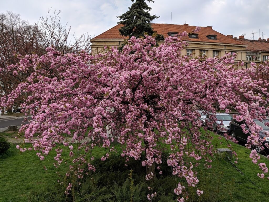 Сакури на Закарпатті у Мукачеві 2026