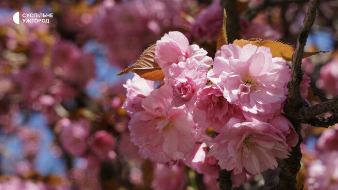 Ужгород замок та сакури на набережній: цвітіння японської вишні в історичному центрі міста Закарпаття навесні.