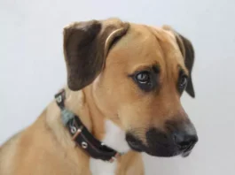 На Закарпатті суд відпустив жінку, яка прив'язала собаку до мосту та забила її палицею