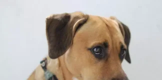 На Закарпатті суд відпустив жінку, яка прив'язала собаку до мосту та забила її палицею