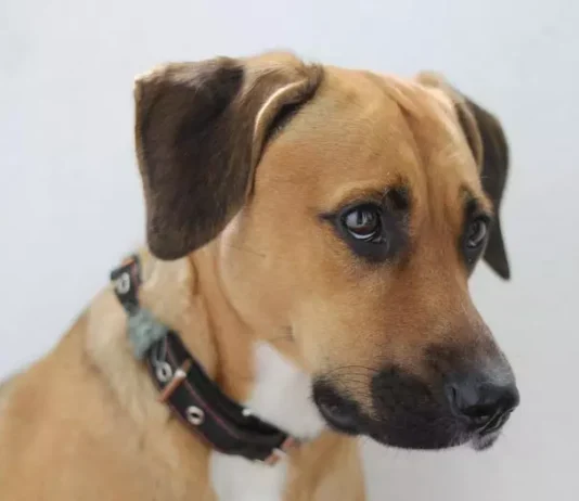 На Закарпатті суд відпустив жінку, яка прив'язала собаку до мосту та забила її палицею