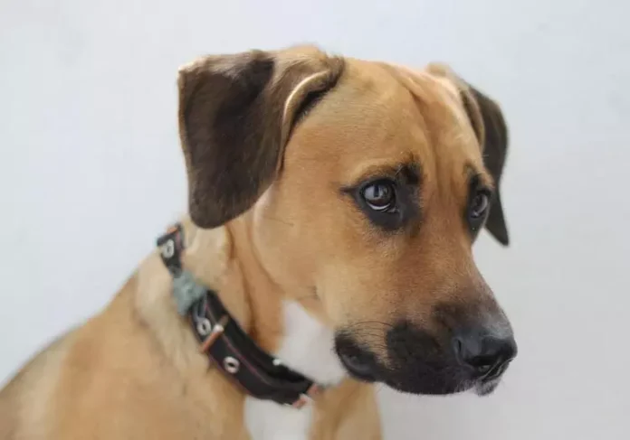 На Закарпатті суд відпустив жінку, яка прив'язала собаку до мосту та забила її палицею