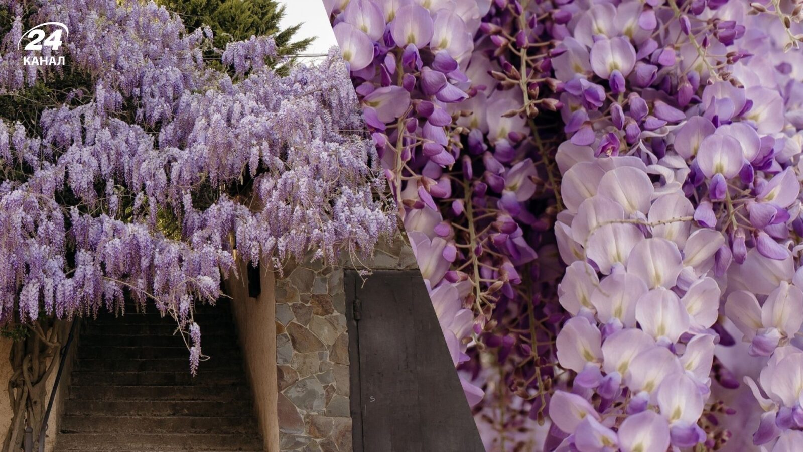 Гліцинія в Ужгороді 2026