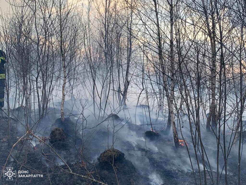 Пожежі сухостою