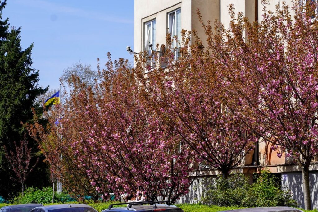 Сакури в Ужгороді