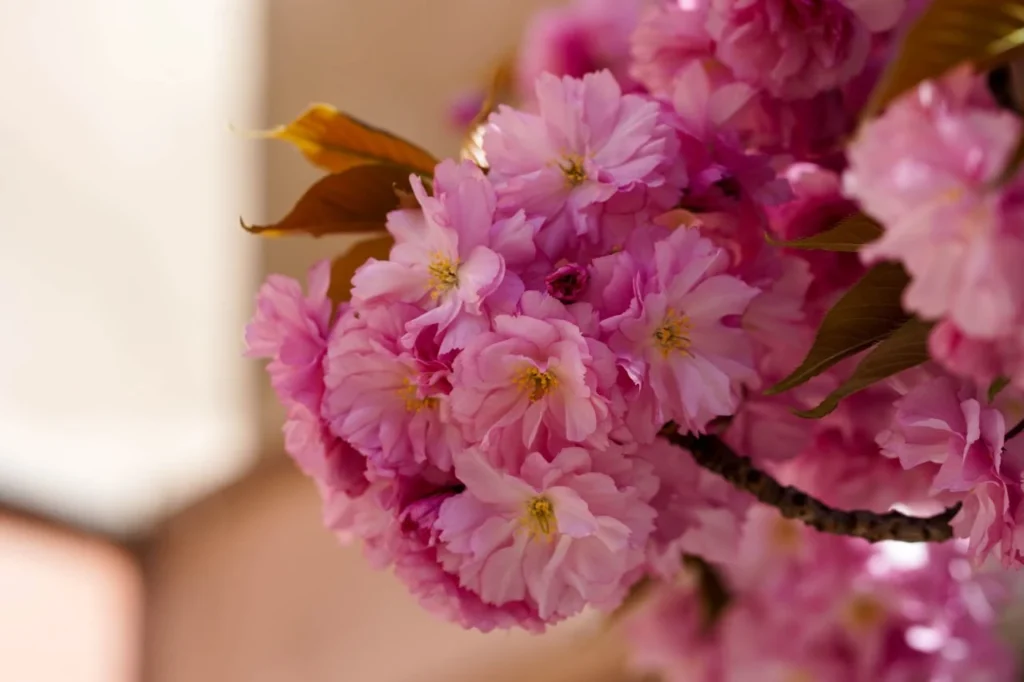 Сакури на Закарпатті