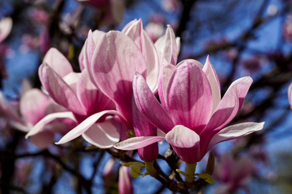 Сакури в Ужгороді