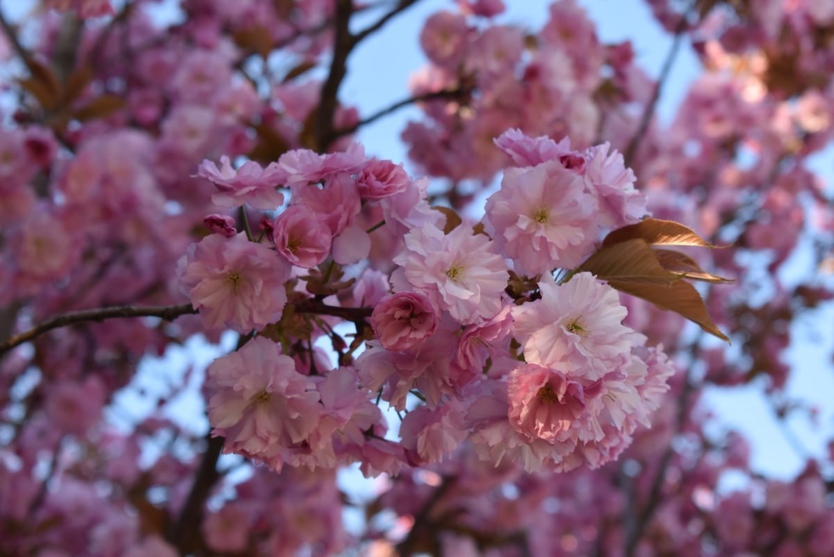 Сакура Фест Ужгород: